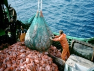 C:\Users\Wind7\Downloads\overfishing-overview-08022012-WEB_109842.jpg